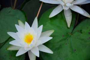 This is a photo of water lillies